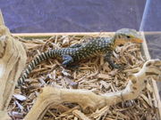 Babies yellow tree monitor and Black and white Argentina tegu for sale